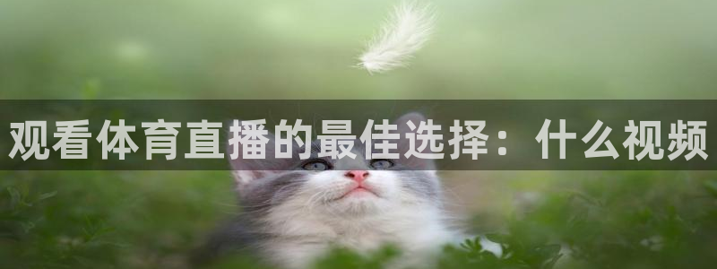 观看体育直播的最佳选择：什么视频