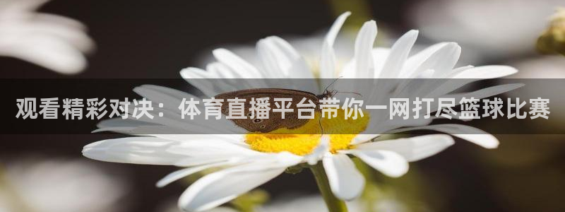 观看精彩对决：体育直播平台带你一网打尽篮球比赛