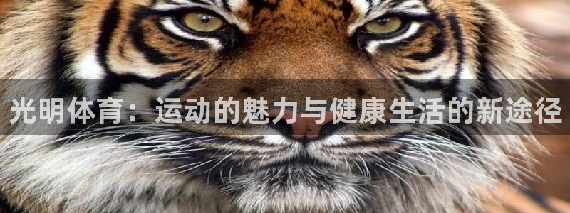 光明体育：运动的魅力与健康生活的新途径